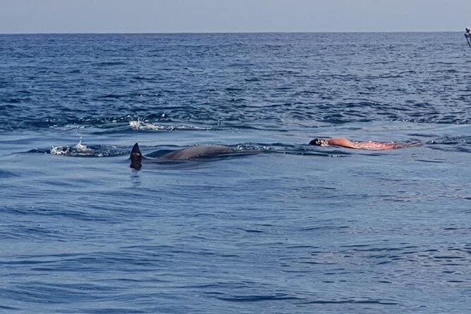 Full-Day Dolphin Watching Cruise in Mauritius - What to bring and what to arrange