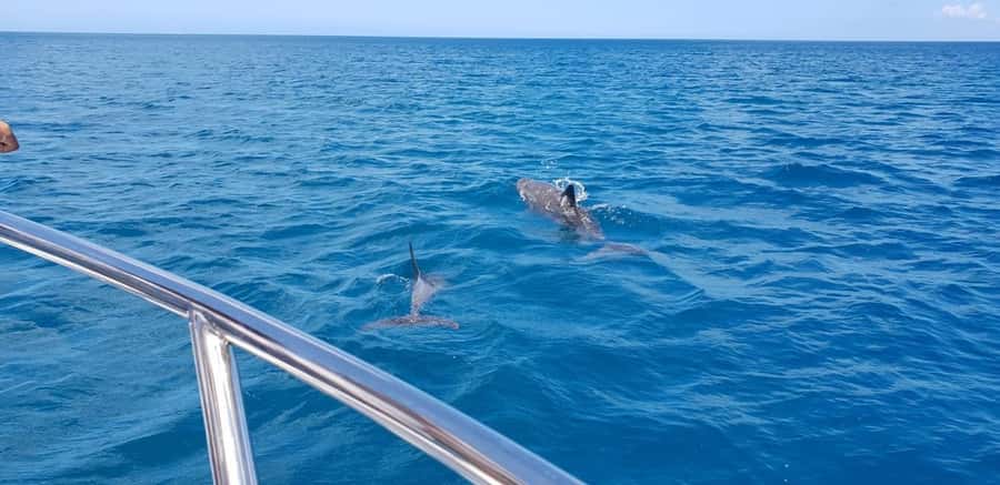 Full Day Dolphins Watching Ile aux Benitiers & Crystal Rock - Why group size matters on a speedboat
