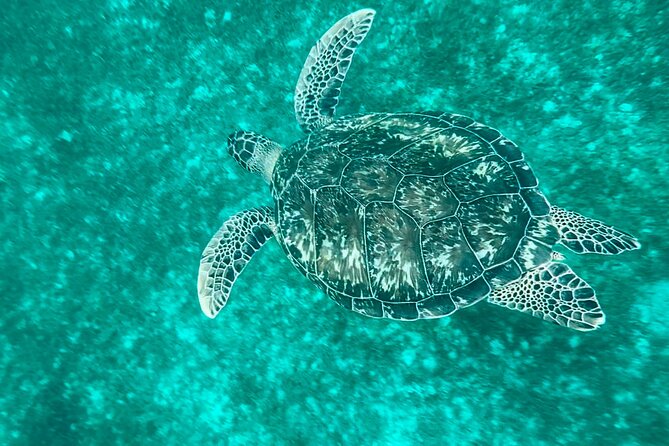 Full day EN Catamaran Martinique Dolphins and Turtles - A 9-hour day on Martinique’s water