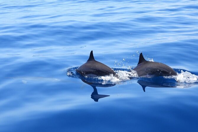Full day EN Catamaran Martinique Dolphins and Turtles - Breakfast while the catamaran heads out