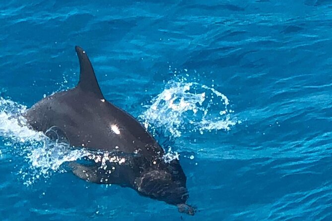 Full-Day Experience with Dolphins and Snorkeling in Red Sea - Key points to know before you book