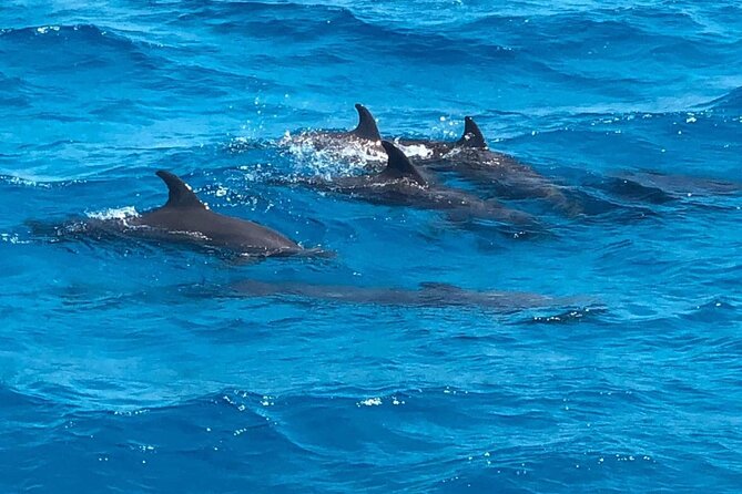 Full-Day Experience with Dolphins and Snorkeling in Red Sea - Dolphin House and the search for wild dolphins