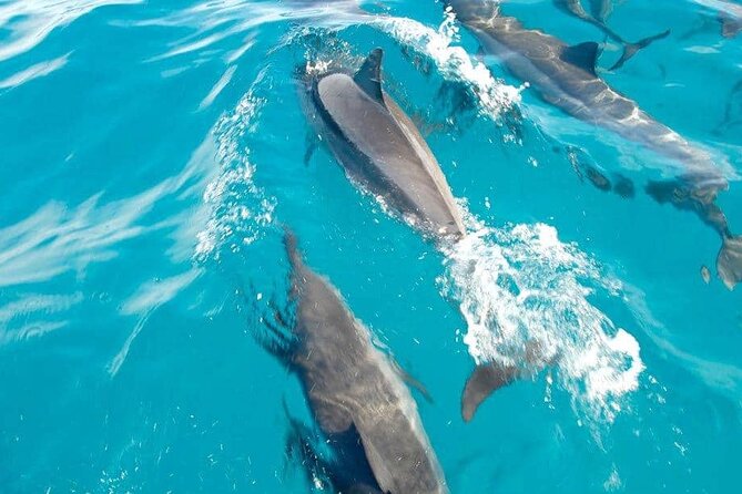Full day Shared Speedboat Tour - South West Lagoon Dolphin Swim - An early start for Mauritius’s southwest waters