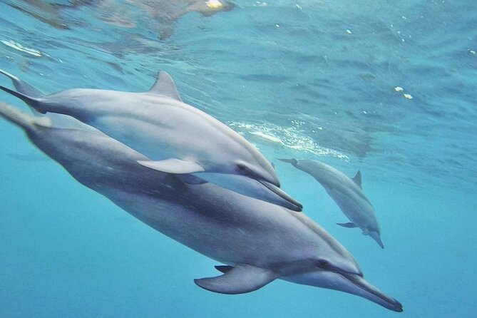 Full day Shared Speedboat Tour - South West Lagoon Dolphin Swim - Should you book the South West lagoon tour?