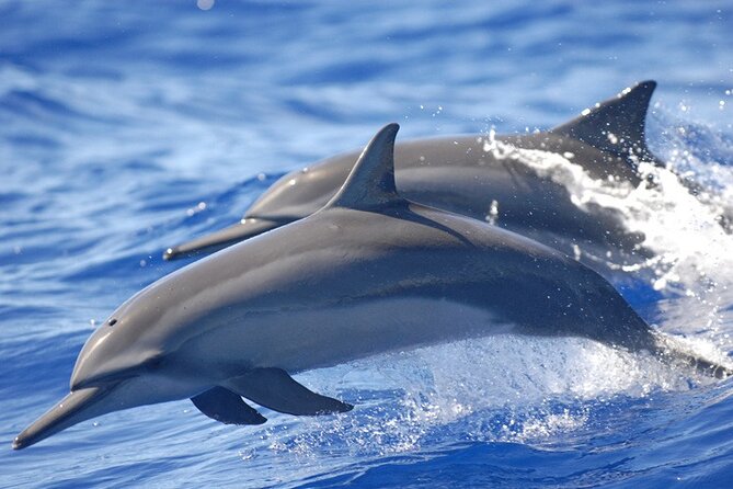 Full day Shared Speedboat Tour - South West Lagoon Dolphin Swim - The dolphin encounter near Flic en Flac