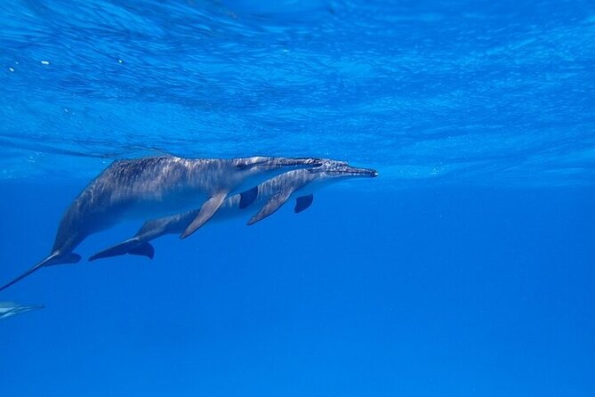 Full Day Snorkeling in Hurghada Dolphin House - Who will enjoy this Dolphin House trip?