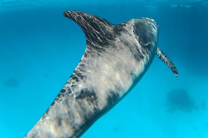 Full-Day Snorkeling with Dolphins in Hurghada with Lunch - Leaving Hurghada for the Red Sea