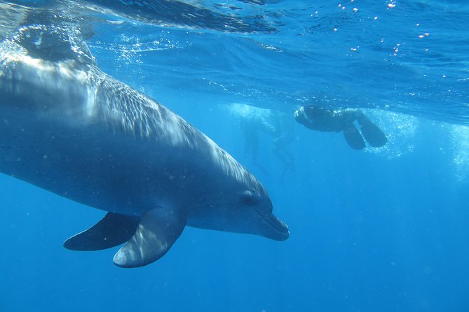 Full-Day Snorkeling with Dolphins in Hurghada with Lunch - Lunch on the boat