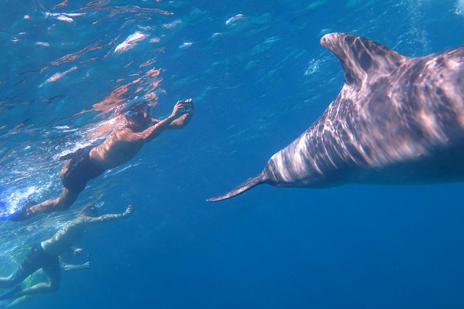 Full-Day Snorkeling with Dolphins in Hurghada with Lunch - The price and what you really receive