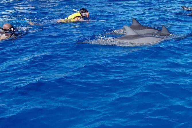 Full-Day Swimming with Dolphins and Casela Nature Park Tour in Mauritius - Two Mauritius highlights in one seven-hour outing