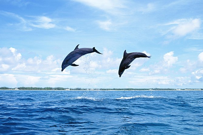 Full-Day Swimming with Dolphins and Casela Nature Park Tour in Mauritius - Practical preparation for a smoother day