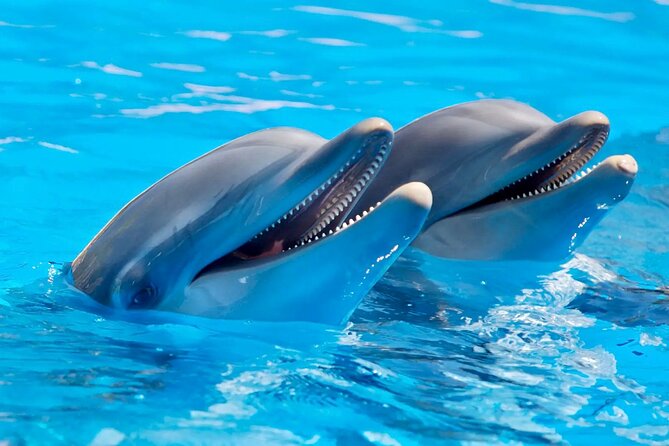 Fully Day Tour: Dolphin Encounters, Crystal Rock at Benitiers Island - Why this seven-hour outing works