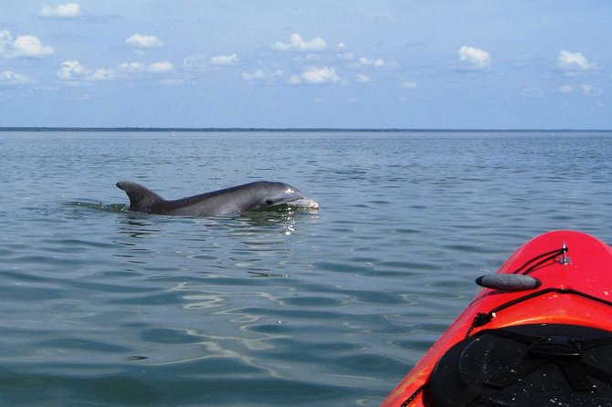 Fully Guided Kayaking Backwater Manatee and Dolphin Tour - Key points before you book