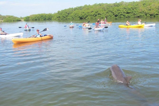 Fully Guided Kayaking Backwater Manatee and Dolphin Tour - Is $75 a fair price?