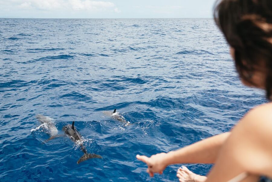 Funchal Bay: Dolphin & Whale Watch Luxury Catamaran Cruise - Who should book this catamaran?