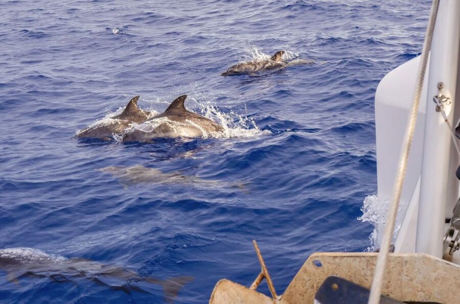 Funchal Bay: Dolphin & Whale Watch Luxury Catamaran Cruise - How good is the luxury experience?