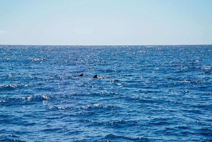 Funchal: Dolphin and Whale Watching by Luxury Catamaran - How dolphin and whale watching really works