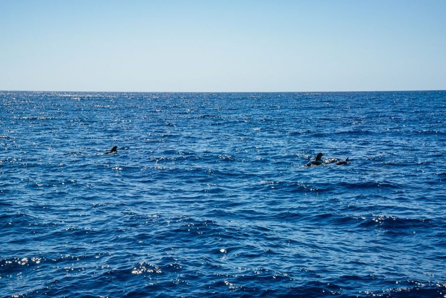 Funchal: Dolphin and Whale Watching by Luxury Catamaran - Cabo Girão and the open-water swimming stop