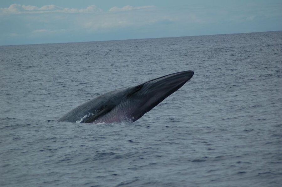 Funchal: Dolphin and Whale Watching Catamaran Cruise - Key points to know before sailing
