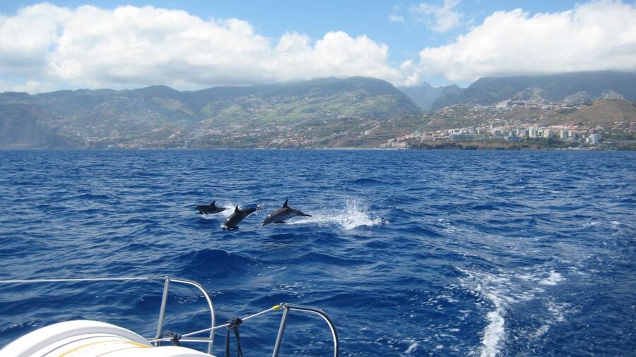 Funchal: Dolphin and Whale Watching Catamaran Cruise - What responsible wildlife watching looks like
