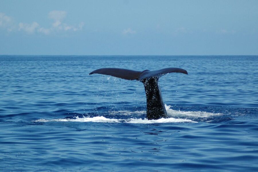 Funchal: Dolphin and Whale Watching Catamaran Cruise - How comfortable is the three-hour ride?