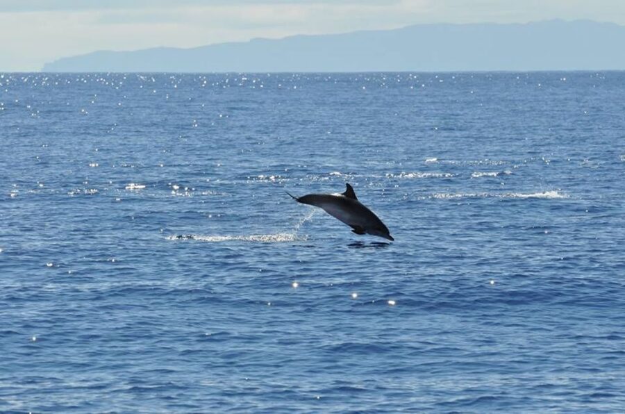 Funchal: Dolphin and Whale Watching Catamaran Cruise - What the $41 price includes