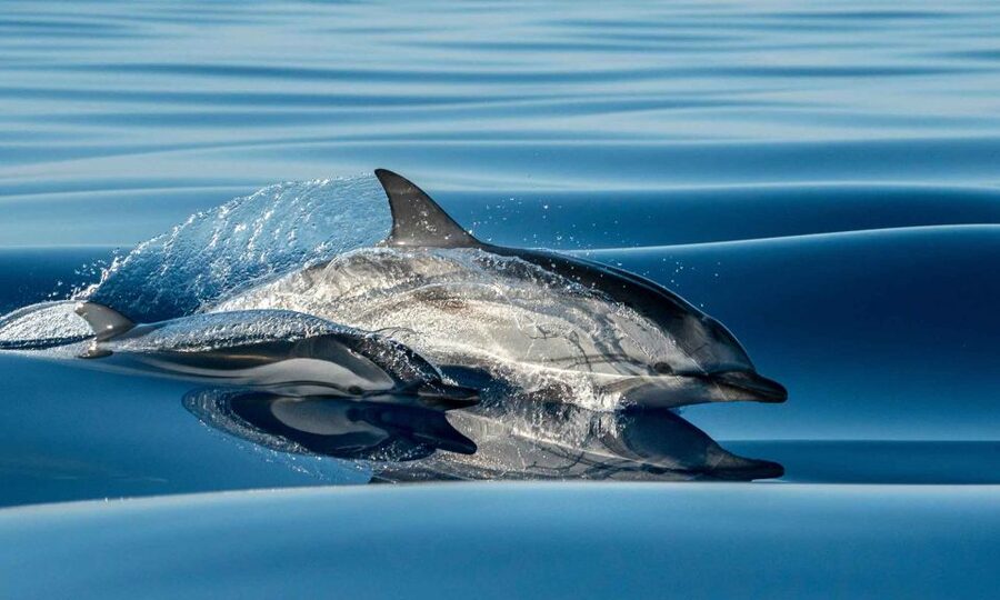 Funchal: Dolphin and Whale Watching Cruise - Leaving Magic Dolphin for open water