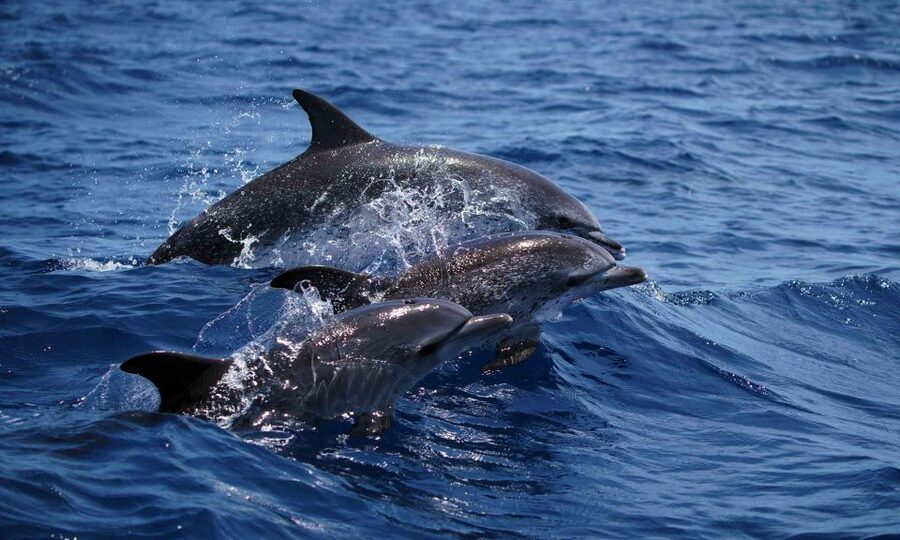 Funchal: Dolphin and Whale Watching Cruise - Dolphins, pilot whales, and the value of patience