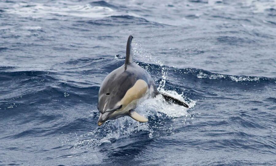 Funchal: Dolphin and Whale Watching Cruise - What the marine biologist adds