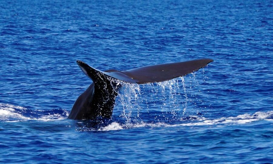 Funchal: Dolphin and Whale Watching Cruise - The two-hour route, from harbor to wildlife