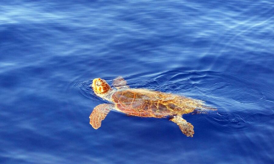 Funchal: Dolphin and Whale Watching Cruise - Small group comfort and practical limits
