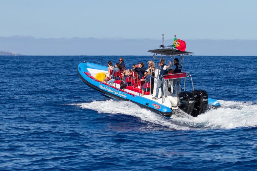 Funchal: Dolphin and Whale Watching Cruise - Is $58 a fair price?