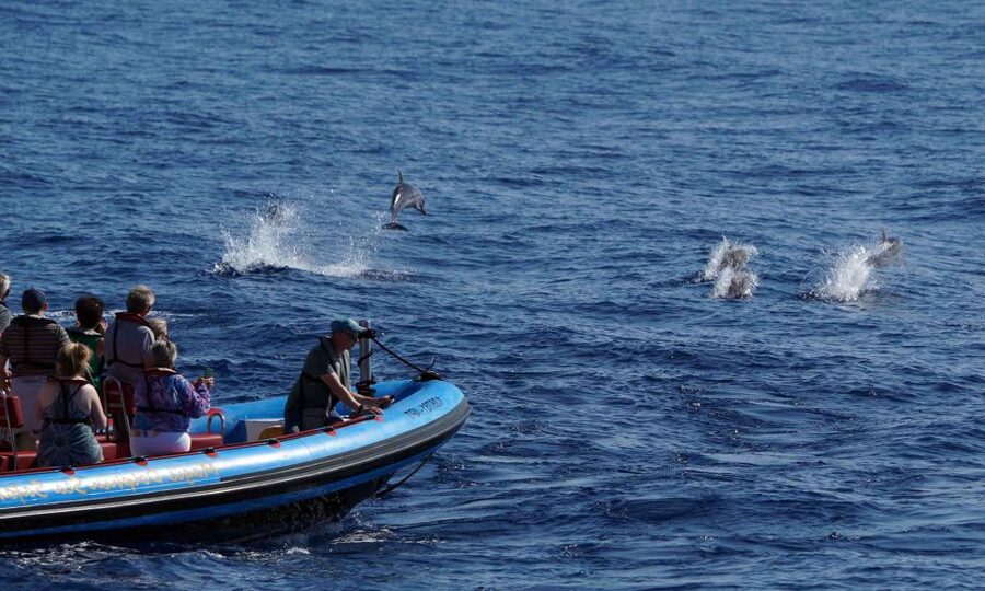 Funchal: Dolphin and Whale Watching Cruise - Who should book this Funchal cruise?