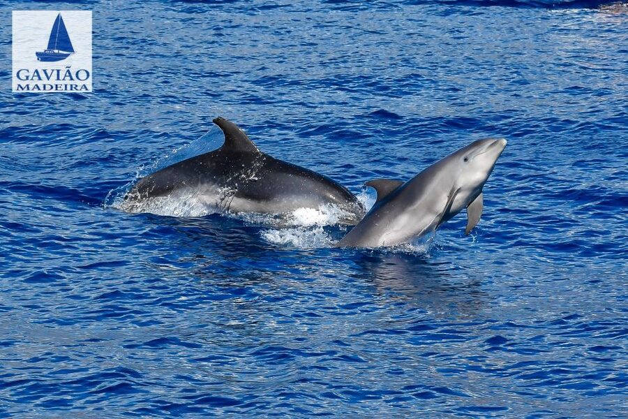 Funchal: Dolphin and Whale Watching Sailing Trip - What the crew adds to the trip