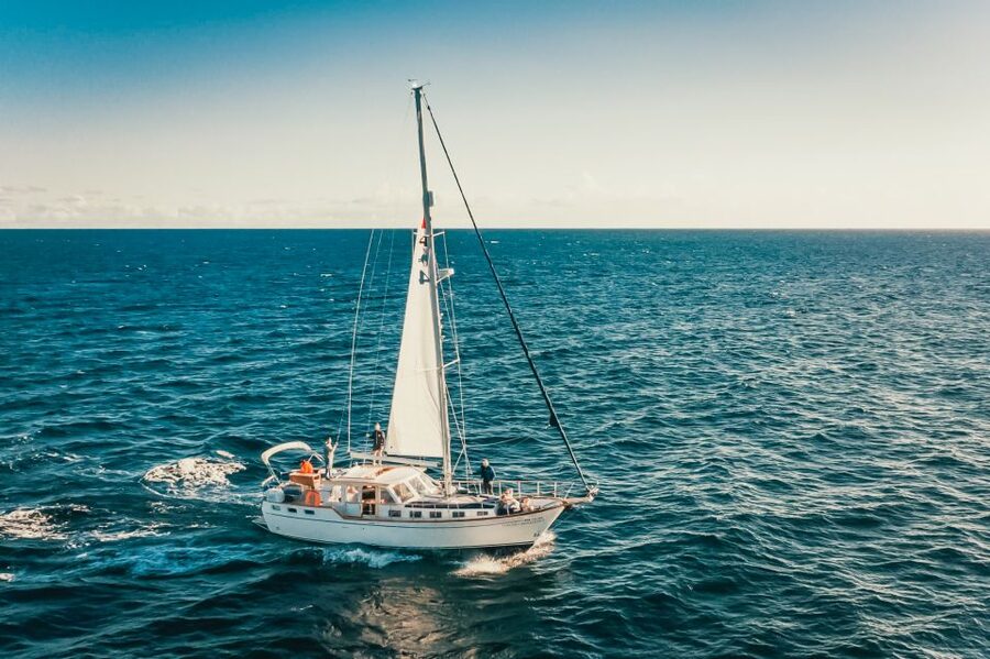 Funchal: Dolphin and Whale Watching Sailing Trip - Drinks, swimming, and the practical value of $47