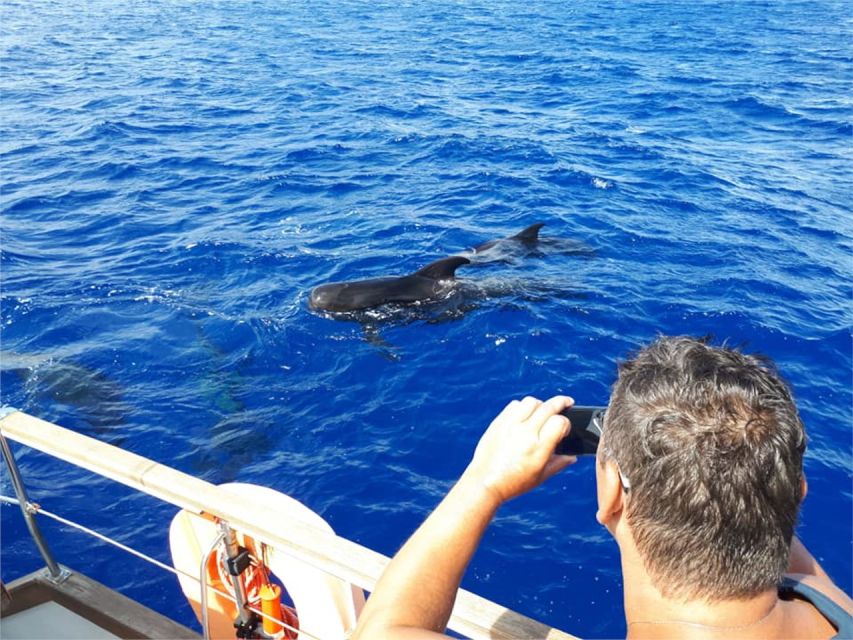 Funchal: Dolphin and Whale Watching Sailing Trip - What to bring, and what stays behind