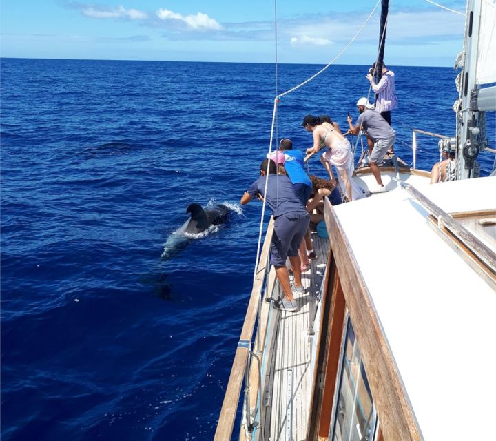 Funchal: Dolphin and Whale Watching Sailing Trip - Weather, waves, and the reality of an outdoor tour