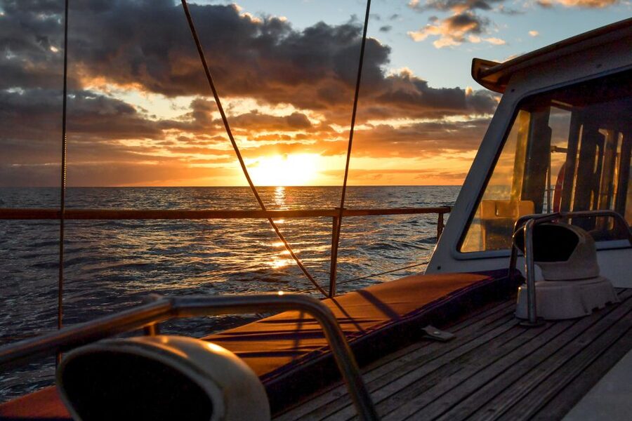 Funchal: Dolphin and Whale Watching Sunset Sailing Tour - Searching for dolphins and whales up to three miles offshore
