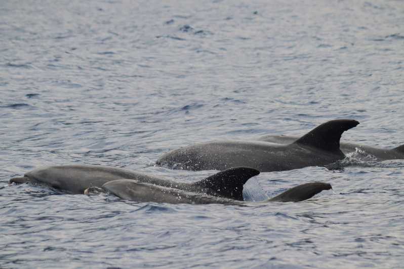 Funchal: Guarantee Wild Dolphin&Whale Watching by RIB - Key points before you book