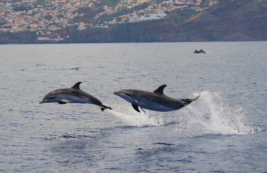 Funchal: Guarantee Wild Dolphin&Whale Watching by RIB - Should you book it?