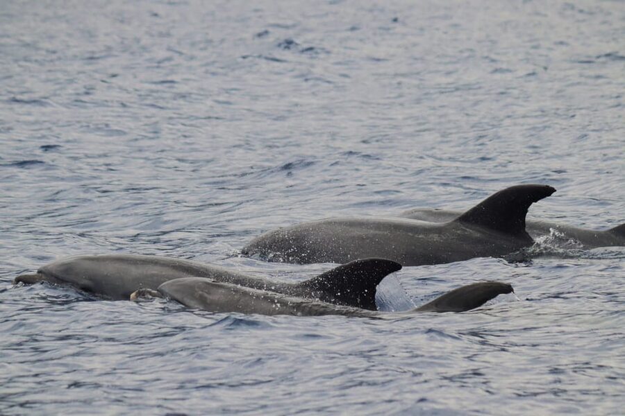Funchal: Guarantee Wild Dolphin&Whale Watching by RIB - Leaving Funchal marina by RIB