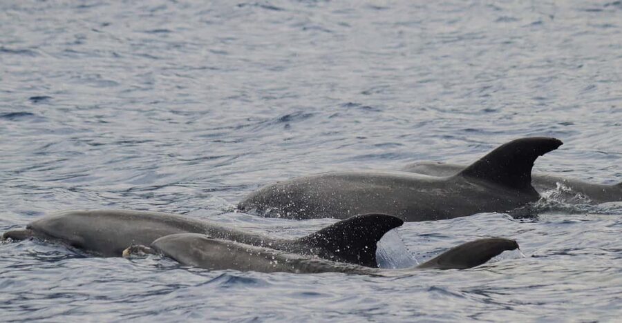 Funchal: Guarantee Wild Dolphin&Whale Watching by RIB - Dolphins, pilot whales, and occasional turtles