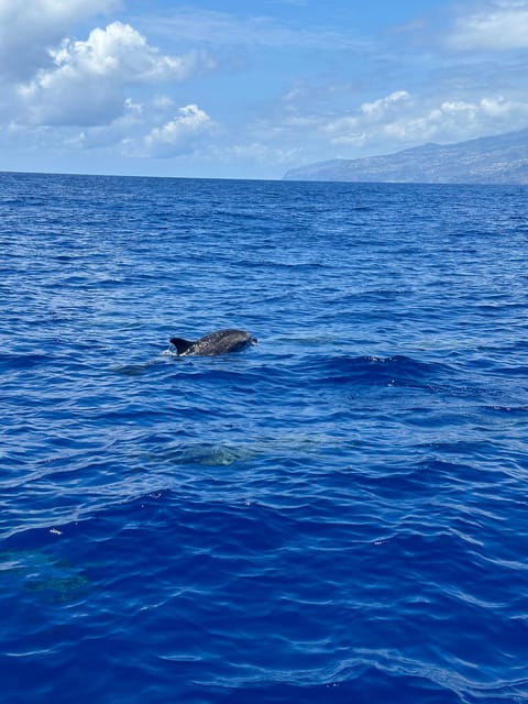 Funchal: Guarantee Wild Dolphin&Whale Watching by RIB - The Cabo Girão view from offshore