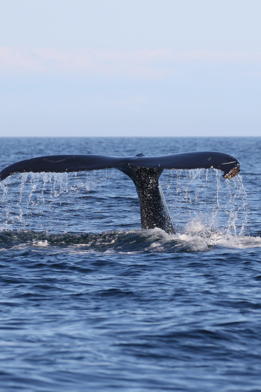 Funchal: Guarantee Wild Dolphin&Whale Watching by RIB - The thrill and the tradeoff of a small boat
