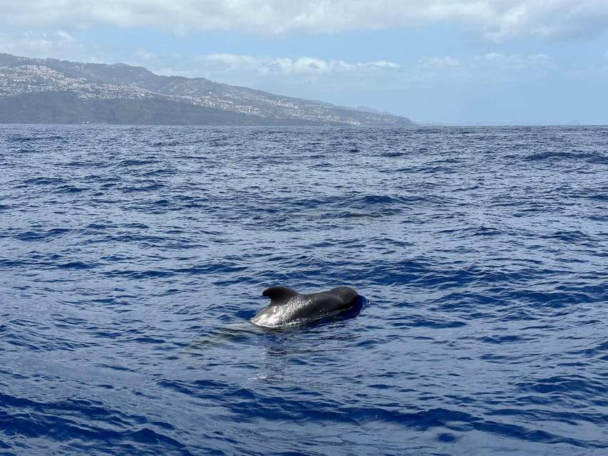 Funchal: Guarantee Wild Dolphin&Whale Watching by RIB - What the crew adds to the experience
