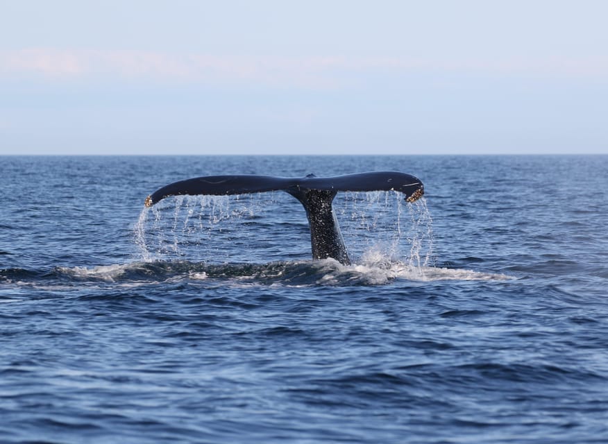 Funchal: Guarantee Wild Dolphin&Whale Watching by RIB - Is 70 dollars good value?