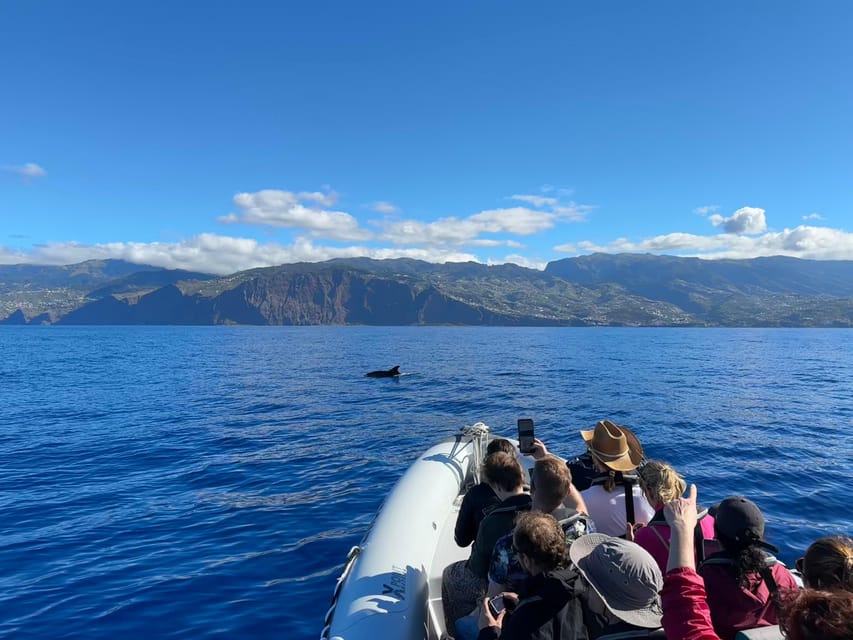 Funchal: Guarantee Wild Dolphin&Whale Watching by RIB - Who should book this Madeira boat trip?