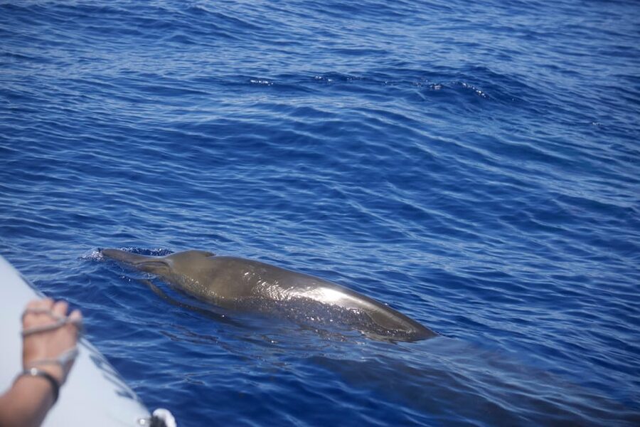 Funchal: Guarantee Wild Dolphin&Whale Watching by RIB - Two and a half hours with the sea as your guide