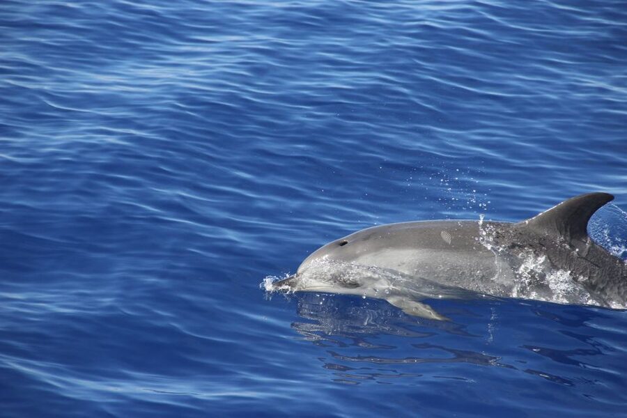 Funchal:Hop-on Hop-off Bus & Whale & Dolphin boat Excursion - Gardens and high viewpoints above Funchal