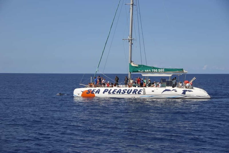 Funchal:Hop-on Hop-off Bus & Whale & Dolphin boat Excursion - Câmara de Lobos and the western coast